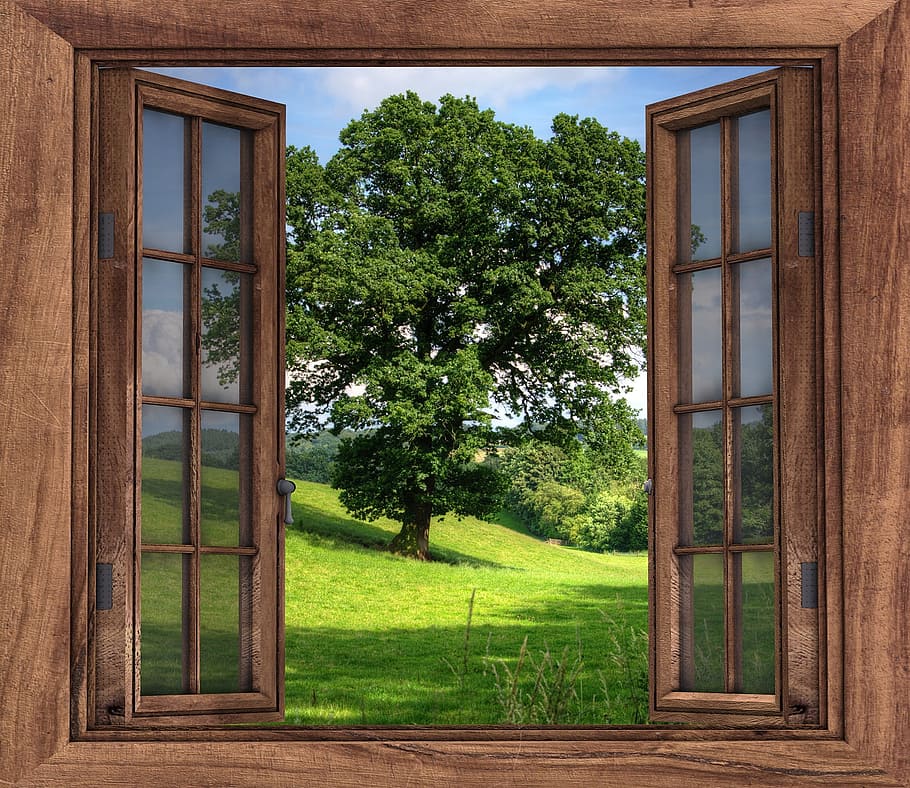 閉じる, 植物, 木, 木-素材, 建築, 緑の色, 造られた構造, 窓, 自然, 日