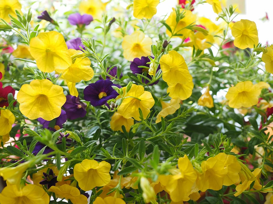 zauberglockchen, flowers, yellow, million bells, petunia, nachtschattengewächs, solanaceae, calibrachoa, mini petunias, balcony plant