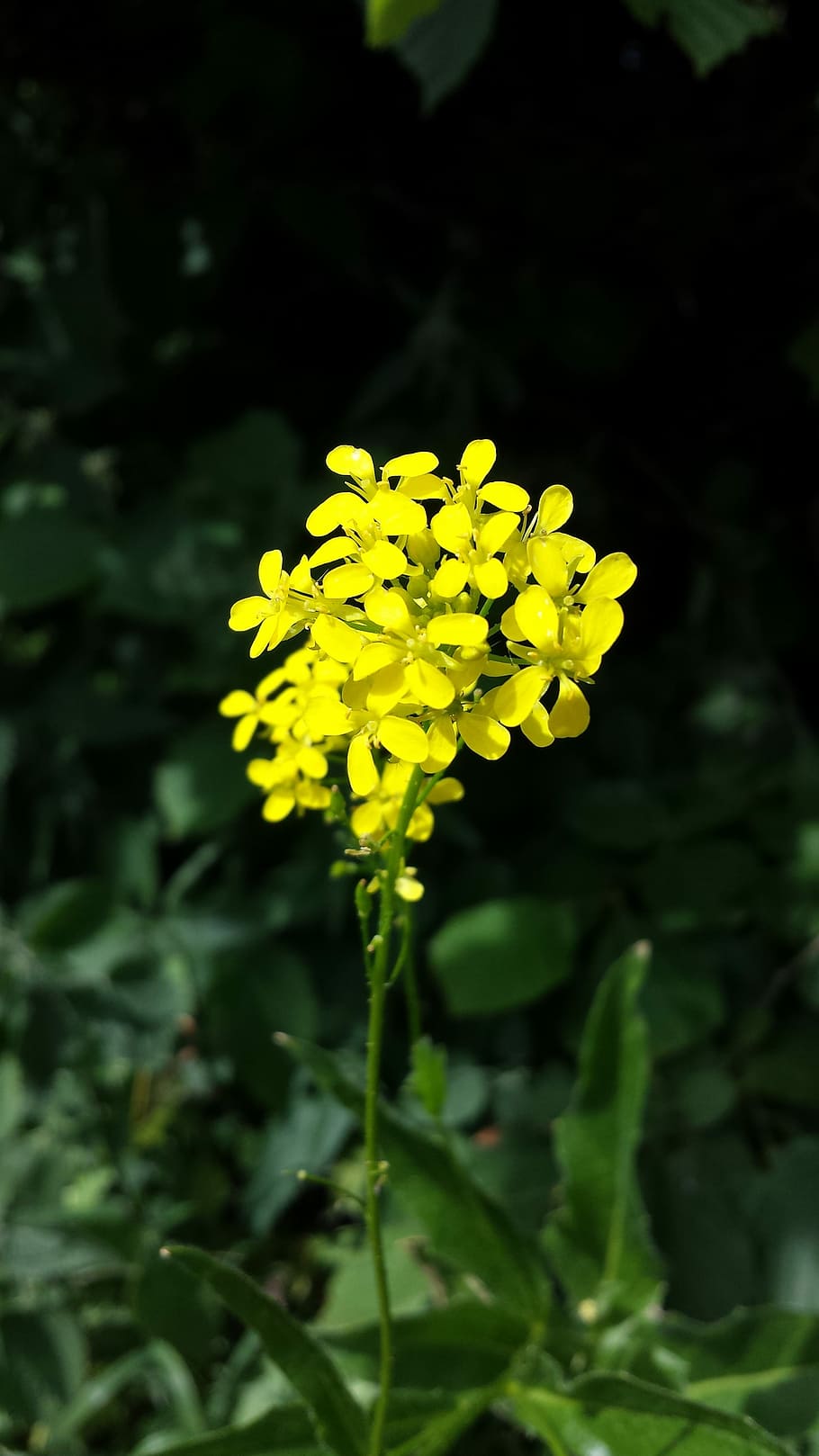 canola, summer, nature, yellow, sweden, flower, flowering plant, plant, beauty in nature, freshness