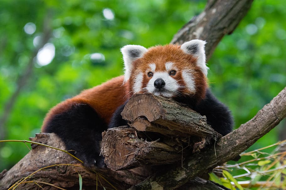 Cansado, panda vermelho, urso vermelho no galho, temas animais, animal, mamífero, animais selvagens, árvore, um animal, planta