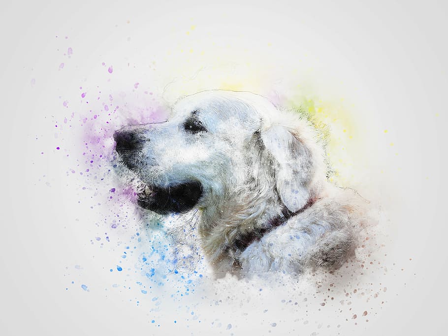 white, dog, pet, art, abstract, retriever, animal, vintage, portrait, watercolor
