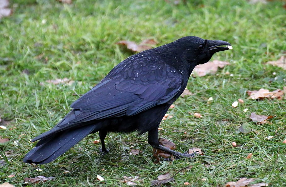 carrion crow, plumage, black, nut, animal themes, animal, one animal, animals in the wild, animal wildlife, bird