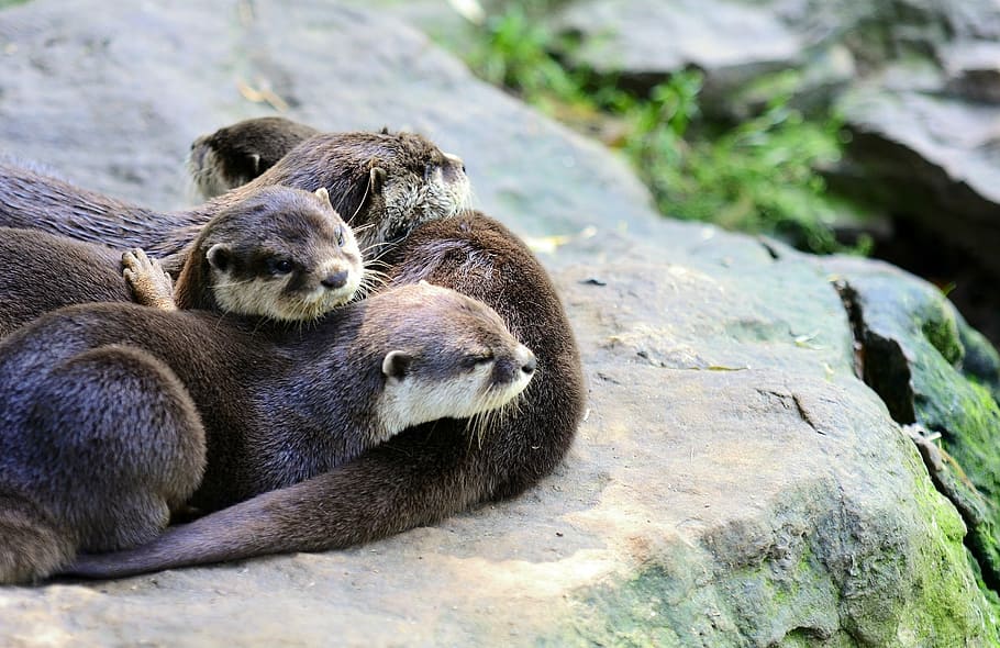 herd, otters, laying, brown, rock, daytime, otter, small-clawed, oriental, amblonyx