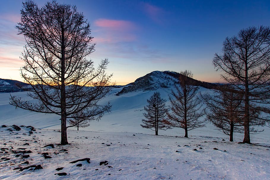 landscape, winter, hill, snow, after sunset, sub-zero temperatures, afterlight, trees silhouette, bogart village, mongolia
