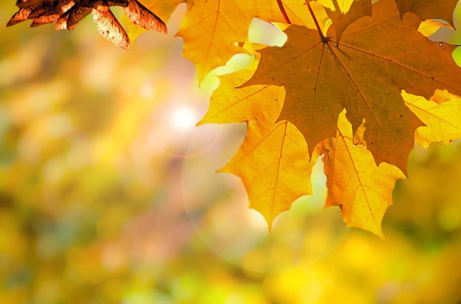 shallow, focus photography, maple leaaf, autumn, tree, trees, leaves, leaf, branches, yellow