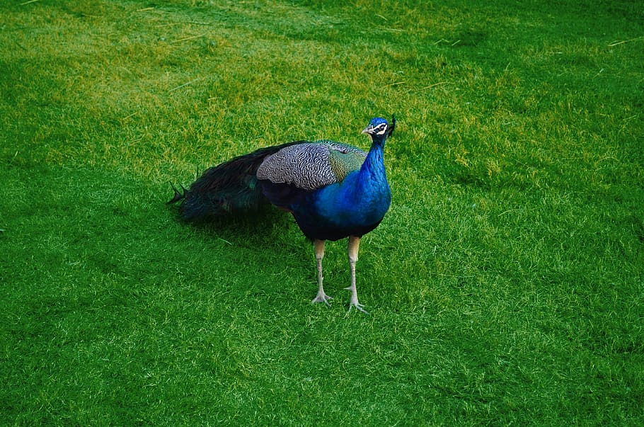 peacock, peafowl, wildlife, safari, lahore, bird, nature, life, fauna, natural