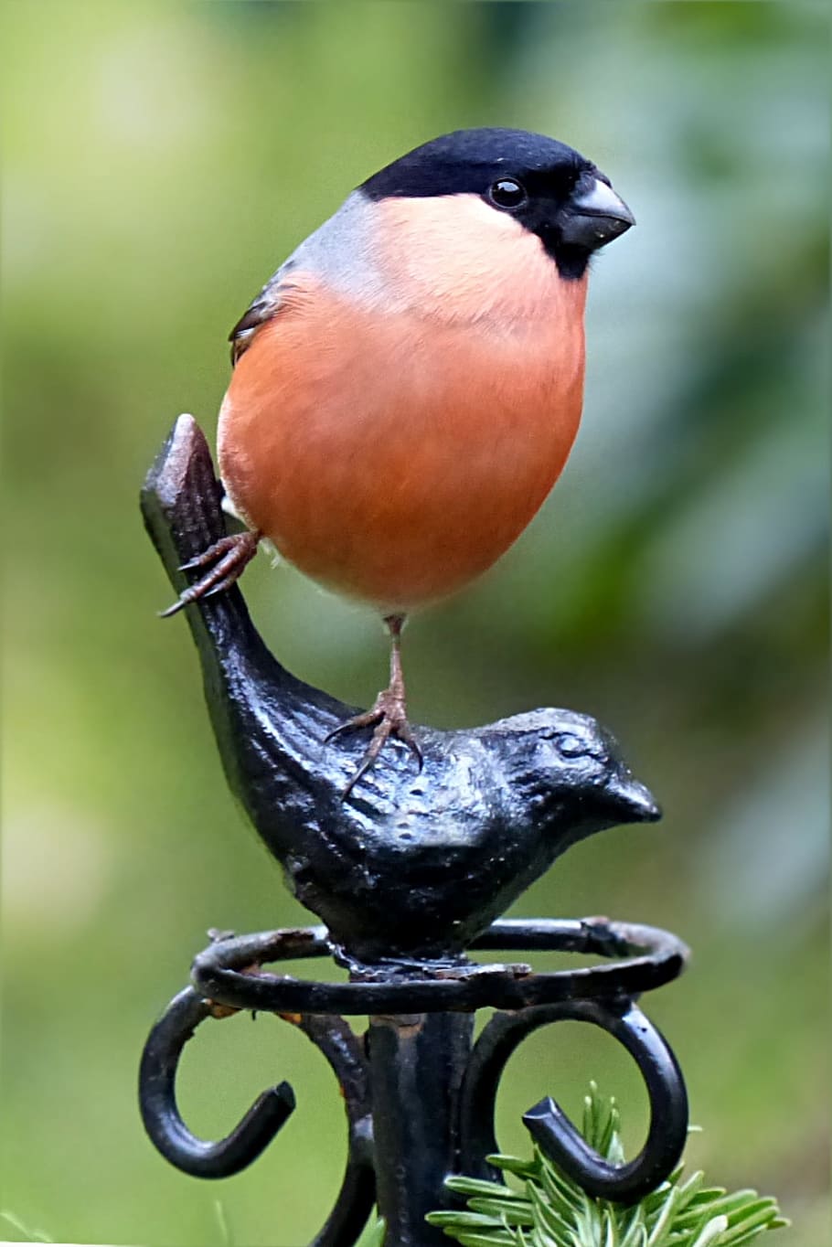 close-up photography, orange, black, Bullfinch, Pyrrhula, Male, Bird, Animal, winter, garden