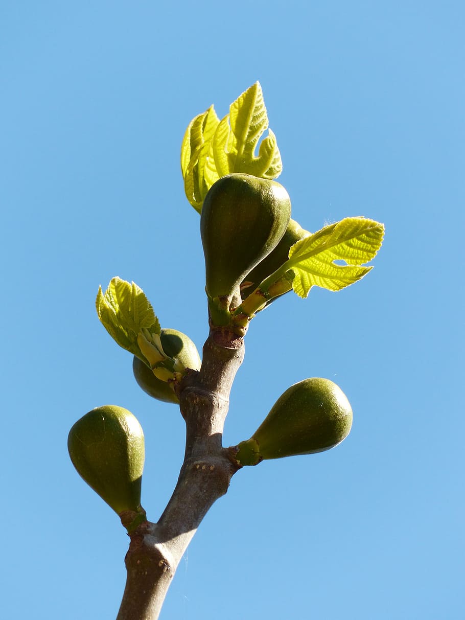 figs, fig tree, fruits, real coward, fig leaves, tree, branch, sky, plant, nature