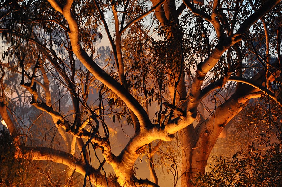 fire, nature, bush fires, tree, light, forest, plant, branch, tranquility, bare tree