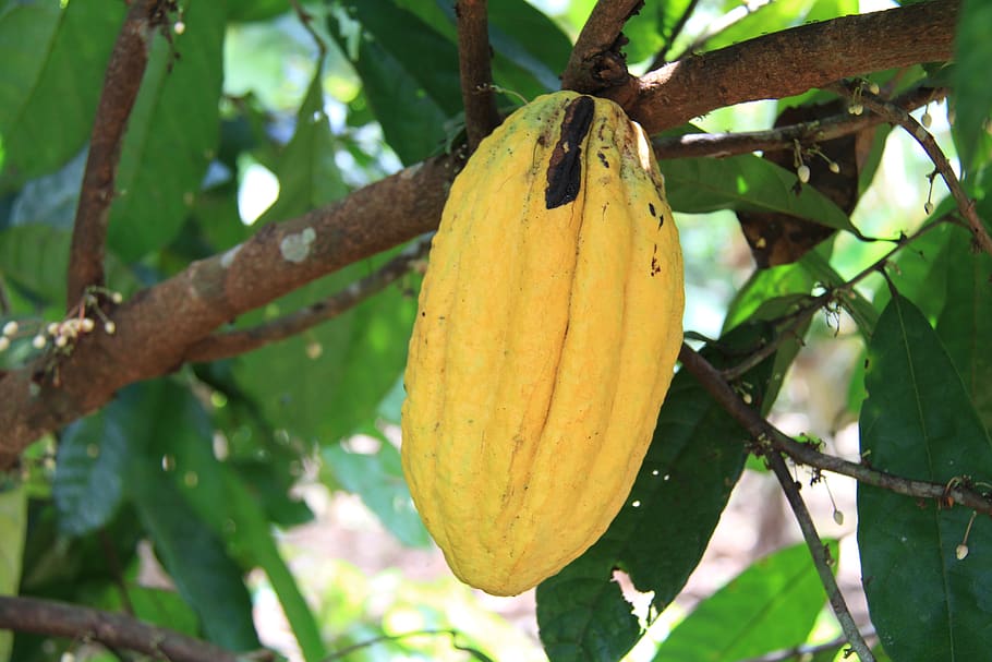 cocoa, amazonia, ecuador, fruit, plant, food and drink, healthy eating, food, tree, growth