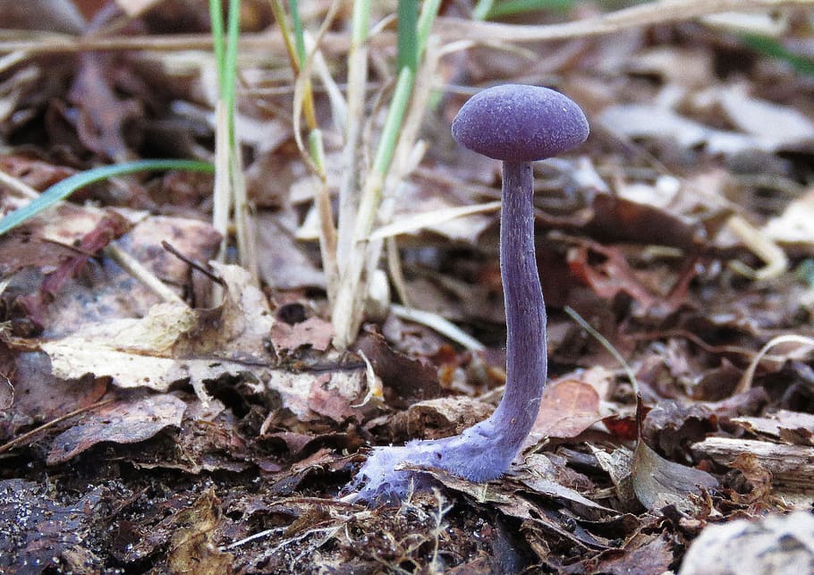 mushroom, fungi, forest, autumn, amethistzwam, land, leaf, plant part, close-up, nature