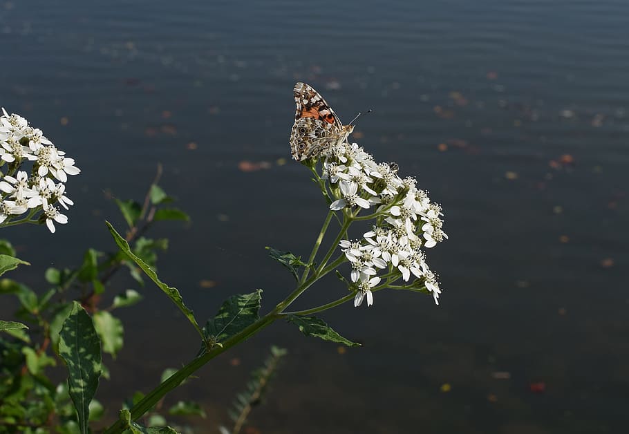american lady butterfly, insect, pollinator, animal, tall boneset, flower, wildflower, blossom, bloom, plant