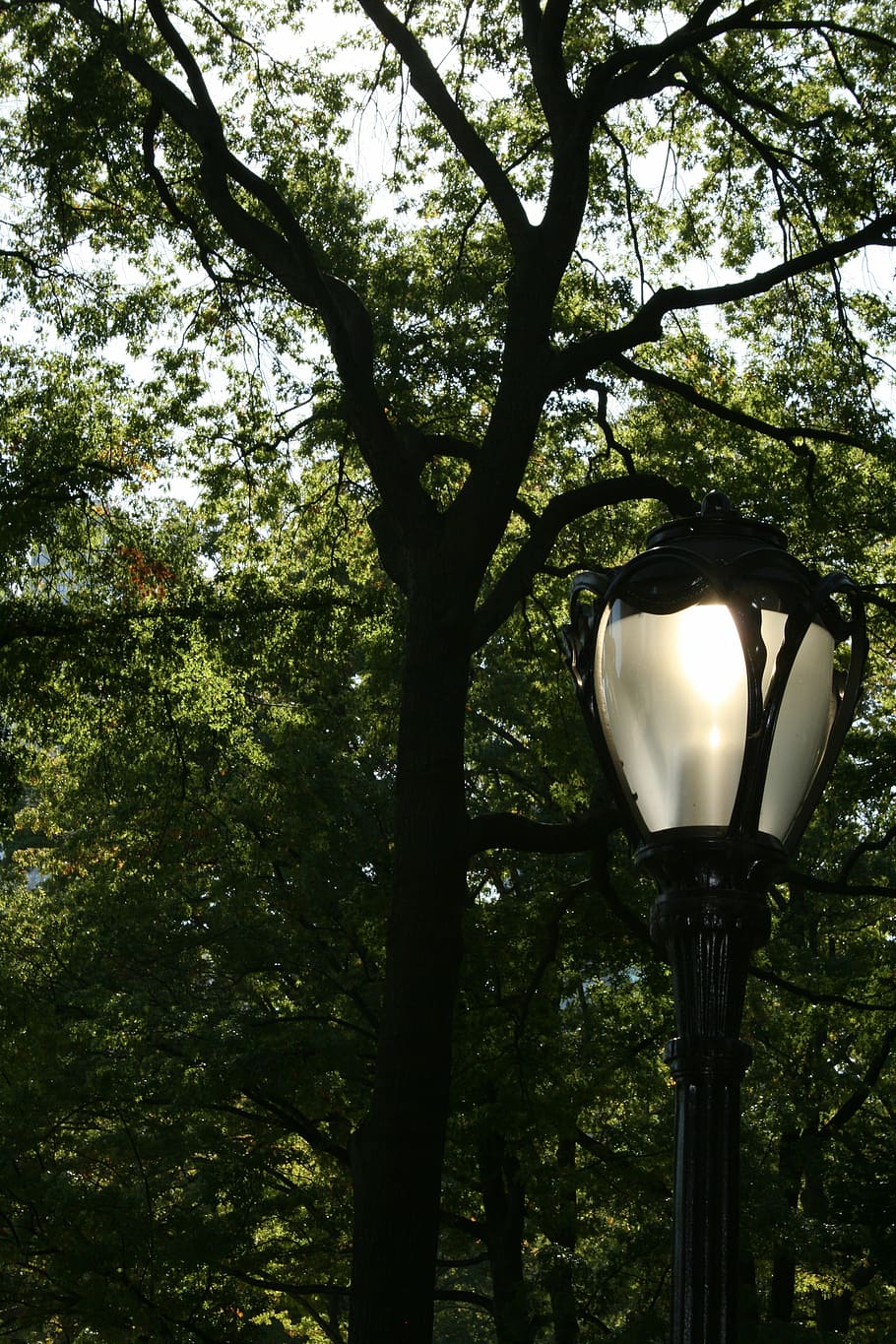 street lamp, lamp, tree, trees, nature, central park, nyc, new york, new york city, lighting equipment