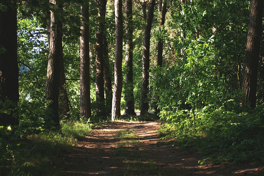 forest, the path, way, trees green beauty, beautiful, tree, landscape, trees, figure, mood