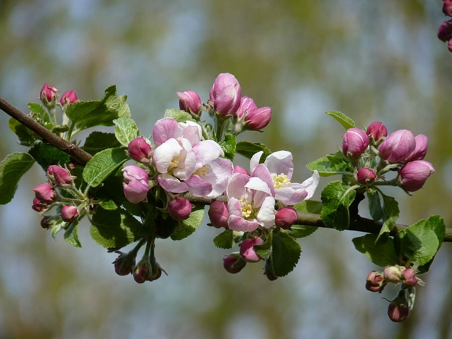 pohon sakura, mekar, apel, musim semi, apel mekar, pohon apel, alam, pohon apel mekar, merah muda, daun