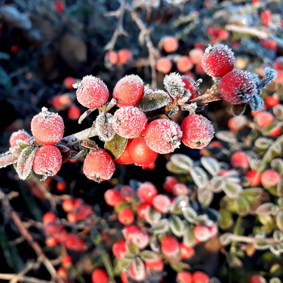 berries, red, frost, winter, creep medlar, cotoneaster, ground cover, frozen, ripe, hoarfrost