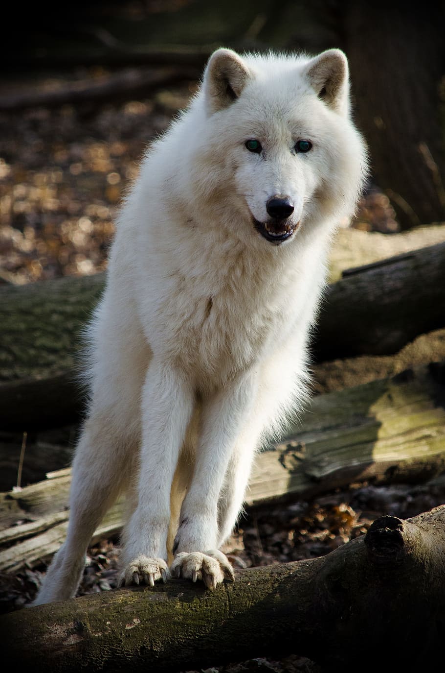 white, wolf, standing, tree logs, mammal, nature, dog, animal world, arctic wolf, artik