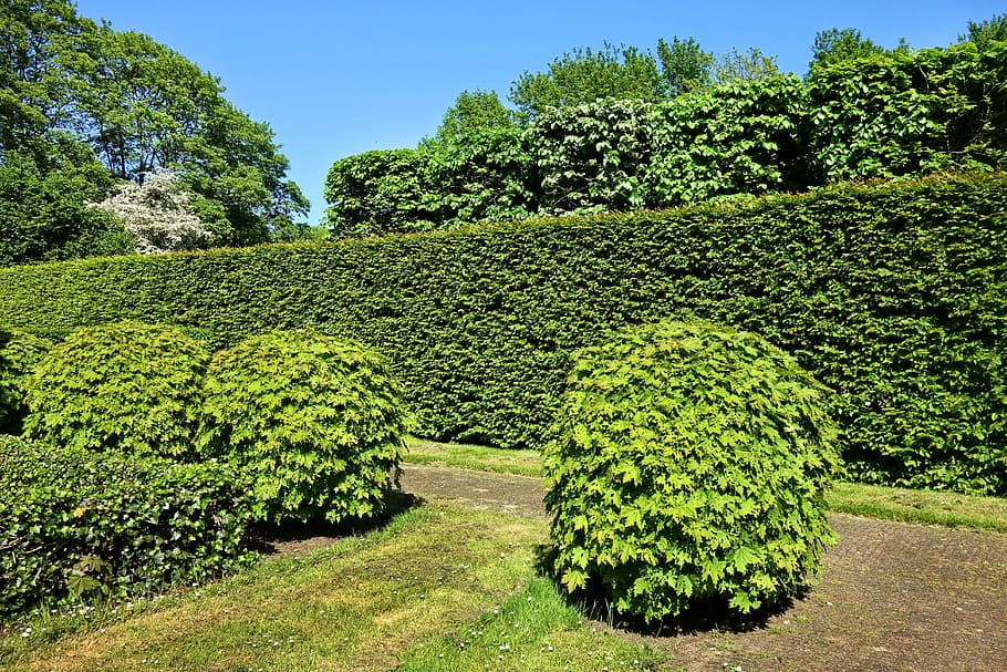 green, leafed, plant, front, plant wall, shorn hedge, shorn bush, hedge, bush, foliage