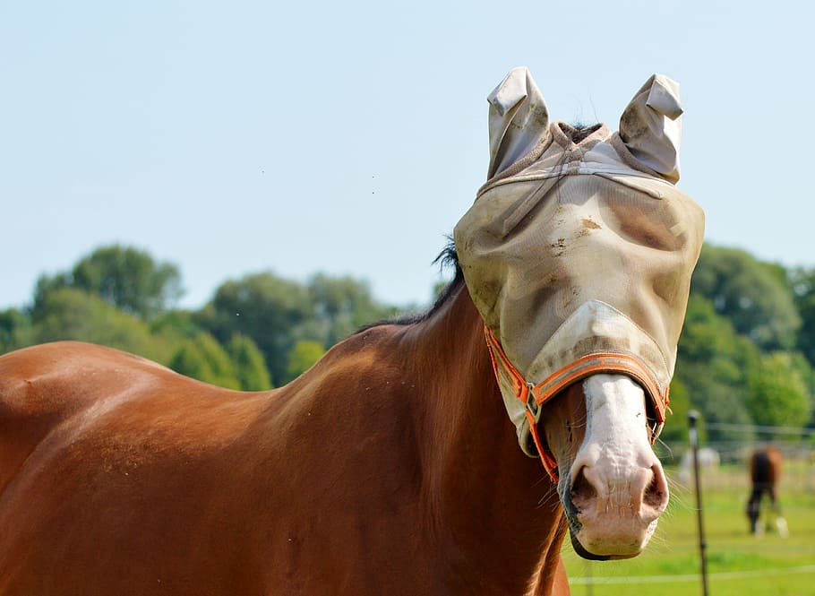 horse, flying hat, fly cap, protection, fly, saddle horse, head fly protection, insect protection, fly mask, rider accessories