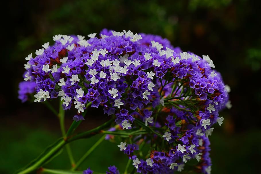 purple, white, flowers, winged beach lilac, flower, blossom, bloom, limonium sinuatum, beach lilac, limonium