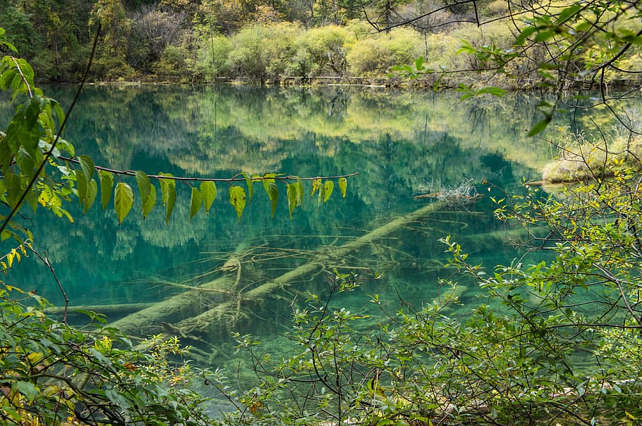 China, National Park, Jiuzhaigou, lake, nature, water, day, reflection, plant, tree