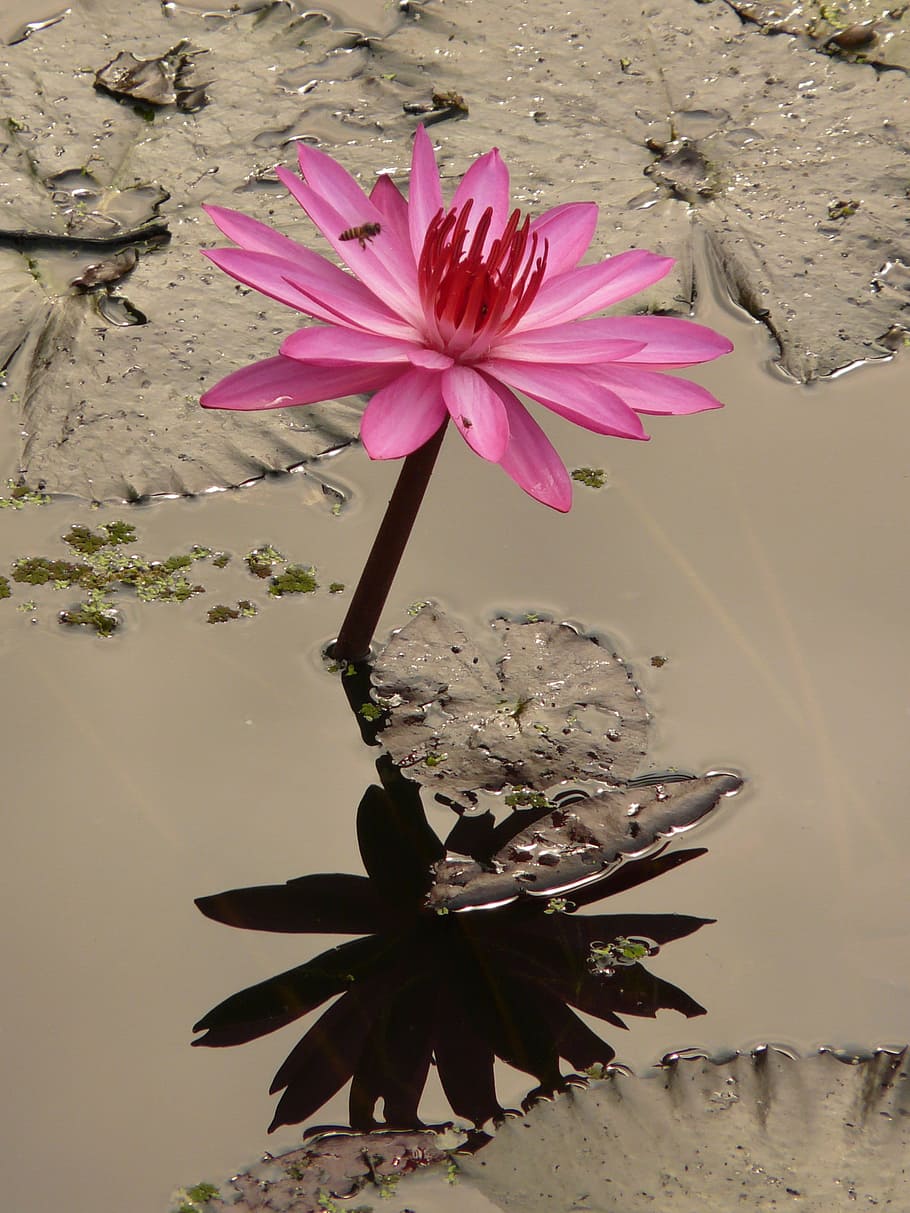 merah muda, bunga lotus, mencerminkan, bayangan, air, lily air, mekar, bunga, tanaman berbunga, keindahan di alam