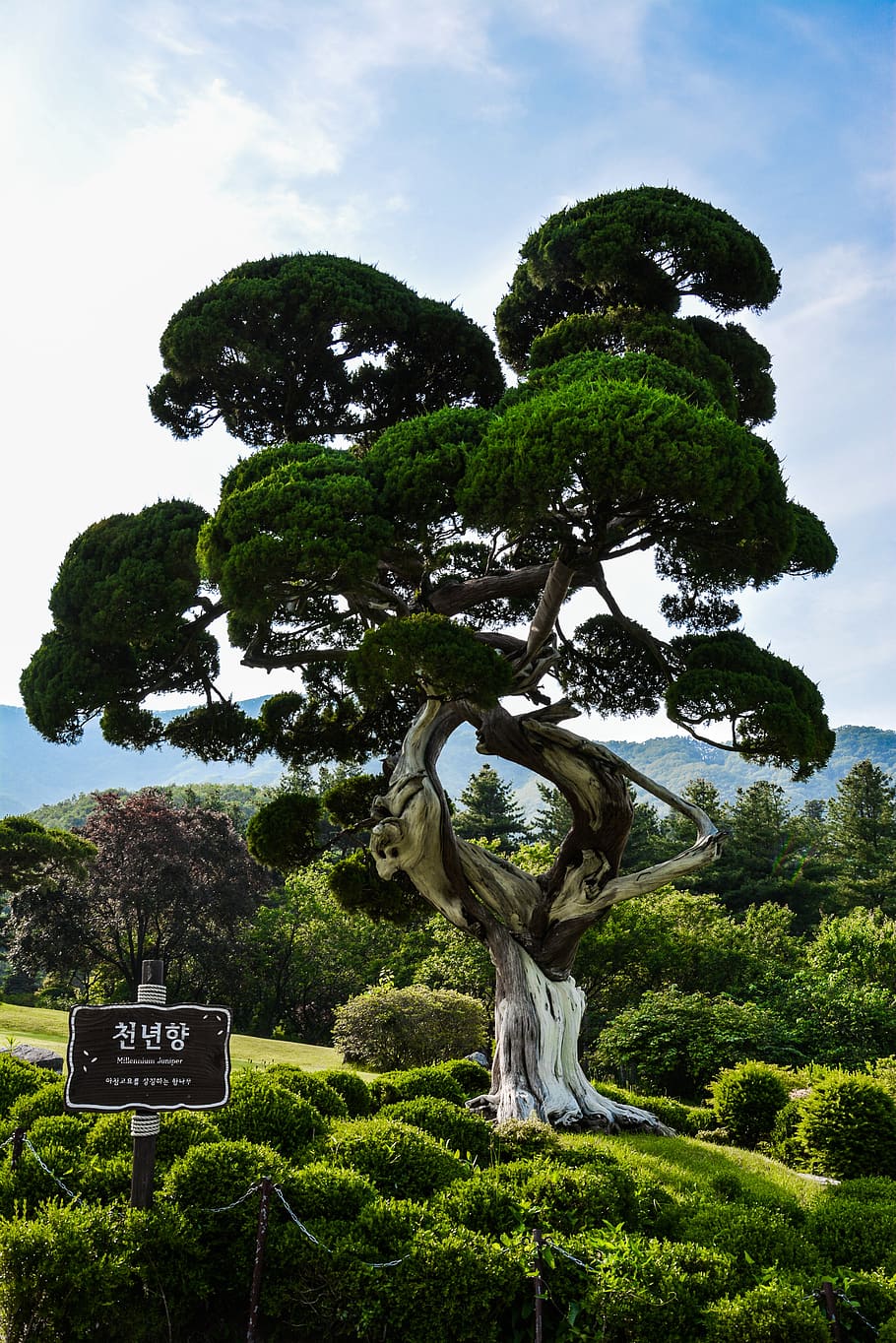 tree, bonsai, garden, plant, nature, japanese, earth, green, environment, leaves