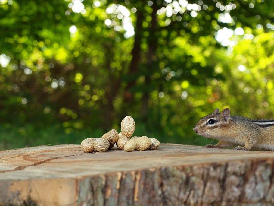 selective, focus photography, brown, walnuts, squirrel, daytime, chipmunk, animal, critter, cute