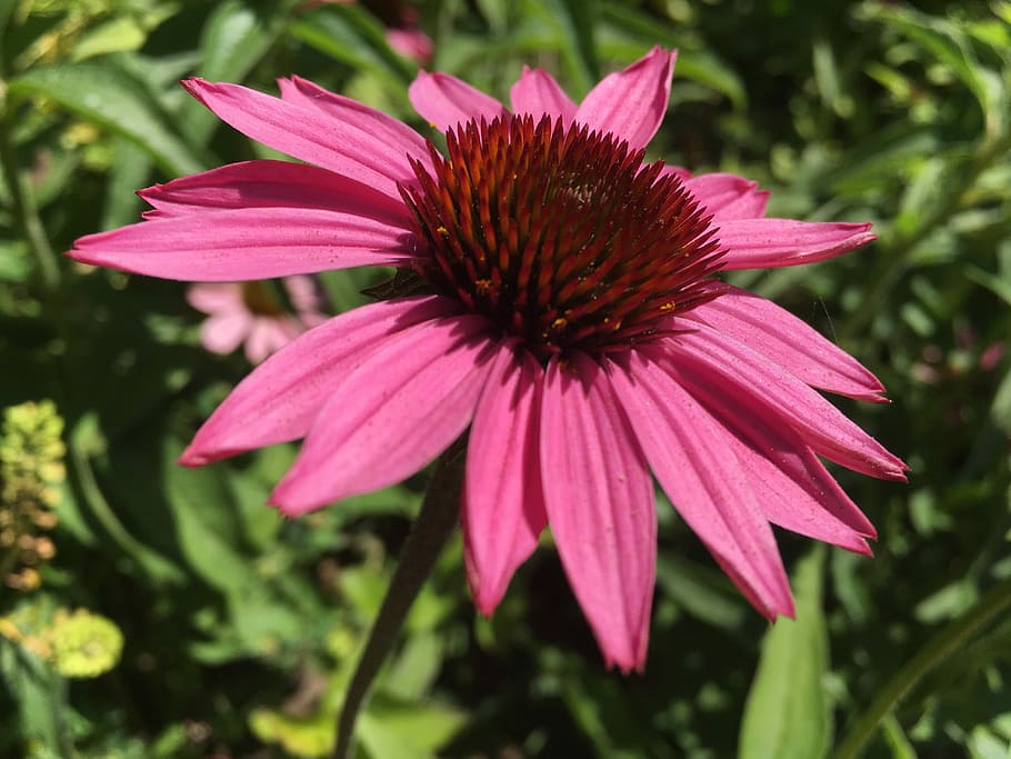 Flower, Plant, Natural, Pink, summer, pink color, fragility, eastern purple coneflower, coneflower, day