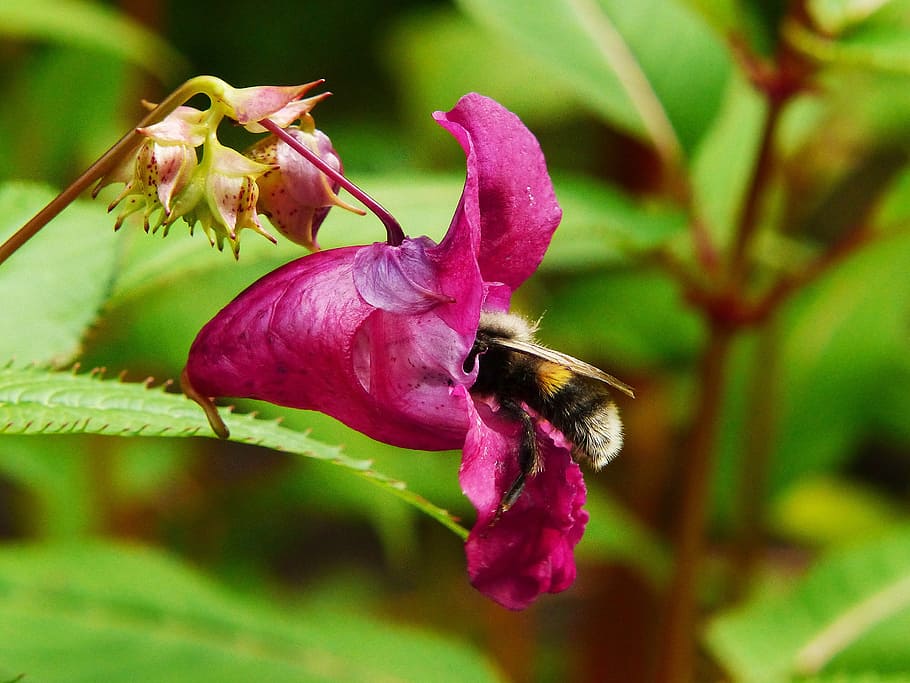 indian springkraut, himalayan balsam, hummel, insect, annual, wild flower, red spring herb, pink, blossom, bloom