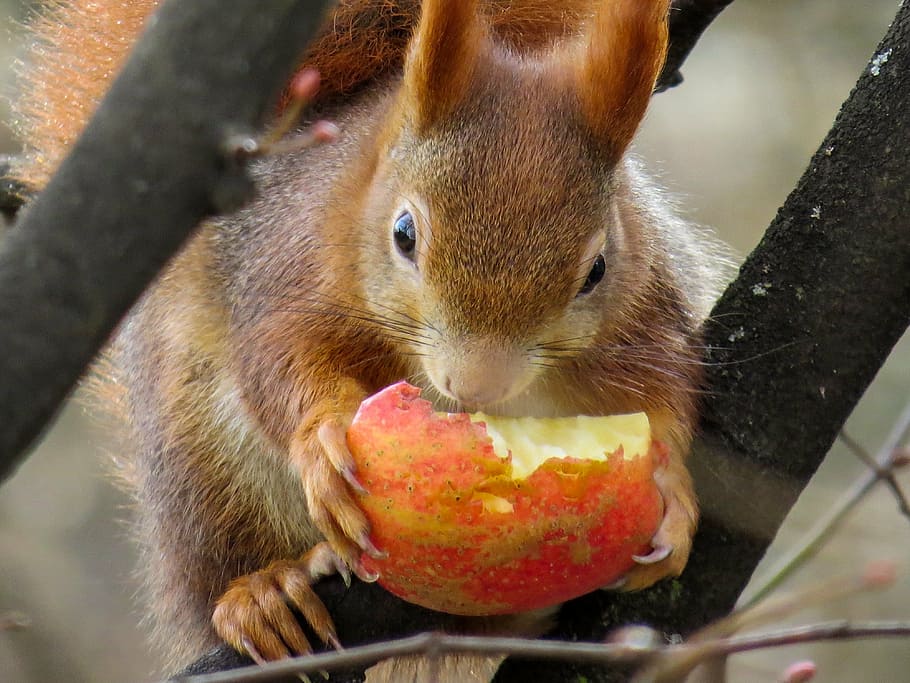 squirrel-cute-croissant-eat.jpg