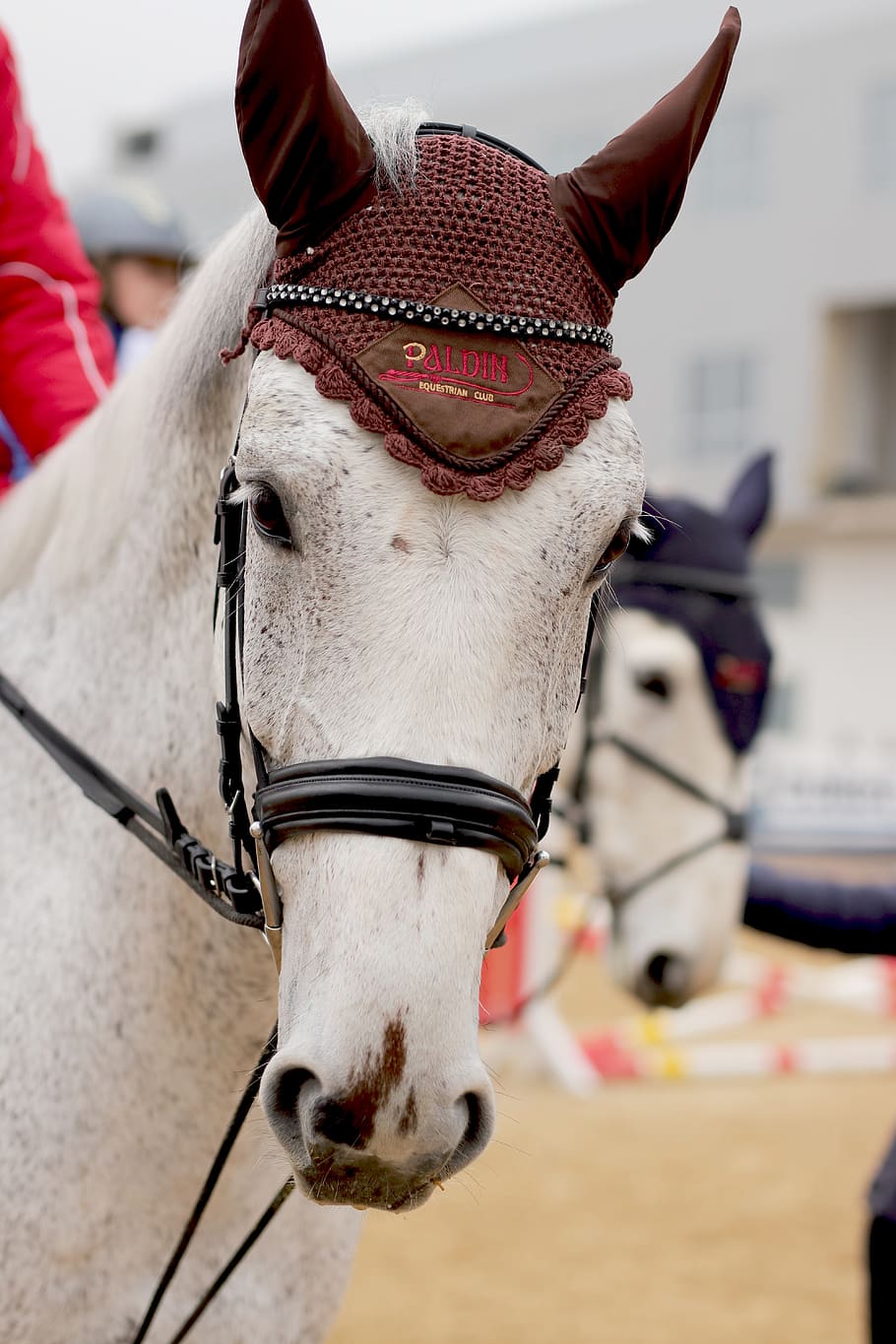 portrait, horse, bridle, riding, sport, holiday, colorful, white, animal, domestic animals