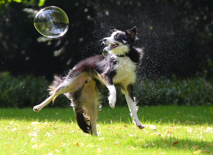 adult, black, white, border collie, playing, bubbles, soap bubbles, dog, dog hunting soap bubbles, playful