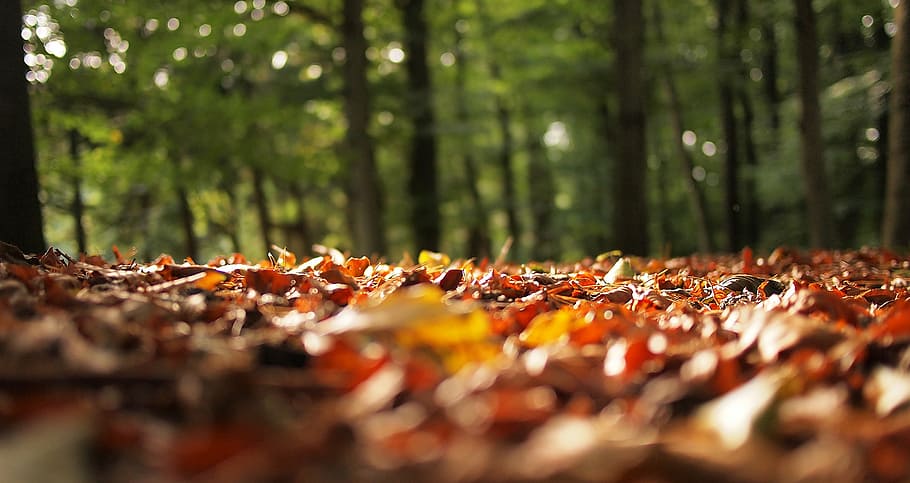 fotografía de primer plano, seco, hojas, verde, árboles, marrón, durante el día, otoño, borrosa, bosque