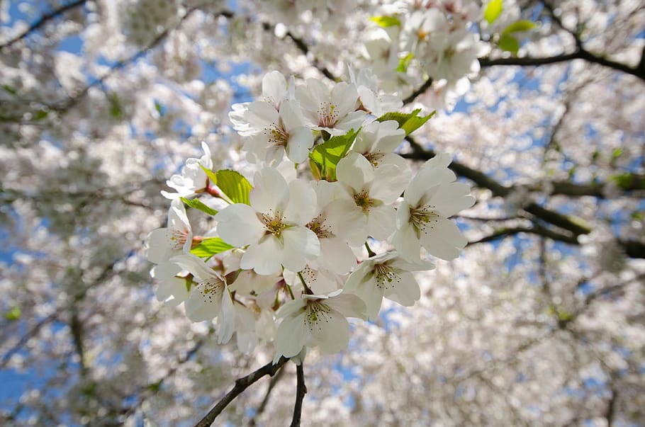 white, cherry blossoms, trees, flowers, branches, nature, flowering plant, flower, fragility, plant