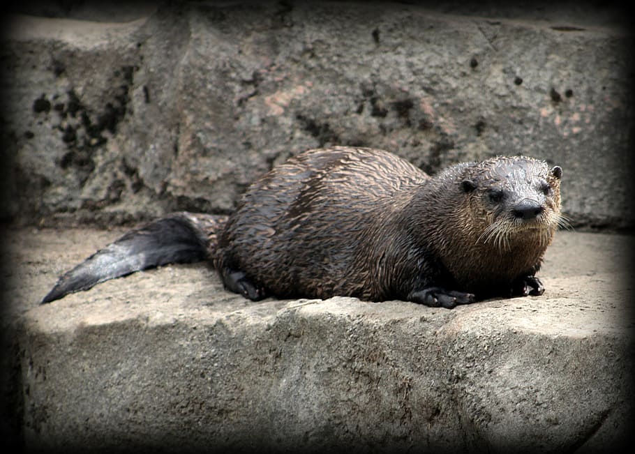 Sea Otter, Zoo, Animals, Wild, otter, mammals, one animal, animals in the wild, animal themes, animal wildlife