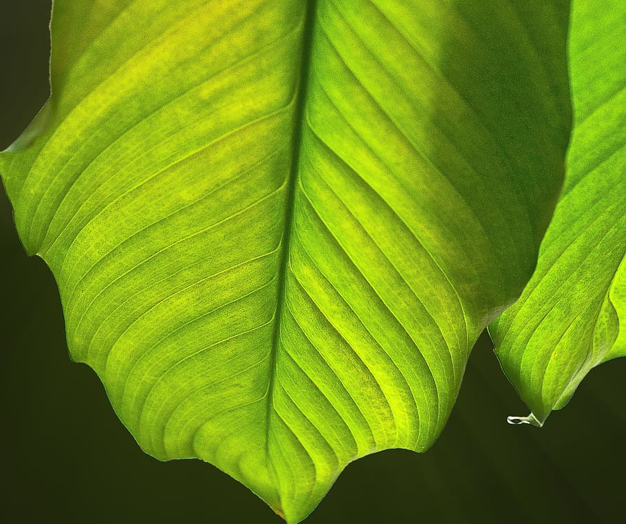 Nature, Plant, leaf, green leaf, the accuracy of the, the details of the, leaf texture, plasticity, the backlight, light