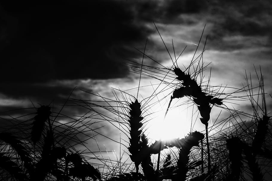 Grain, Wheat, Rye, Field, Cornfield, wheat field, rye field, contrast, light, shadow