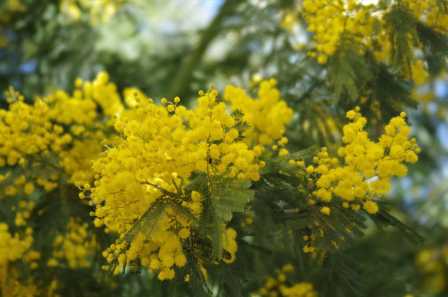 flowers, mimosa, 8 march, yellow, plant, flower, flowering plant, beauty in nature, growth, freshness