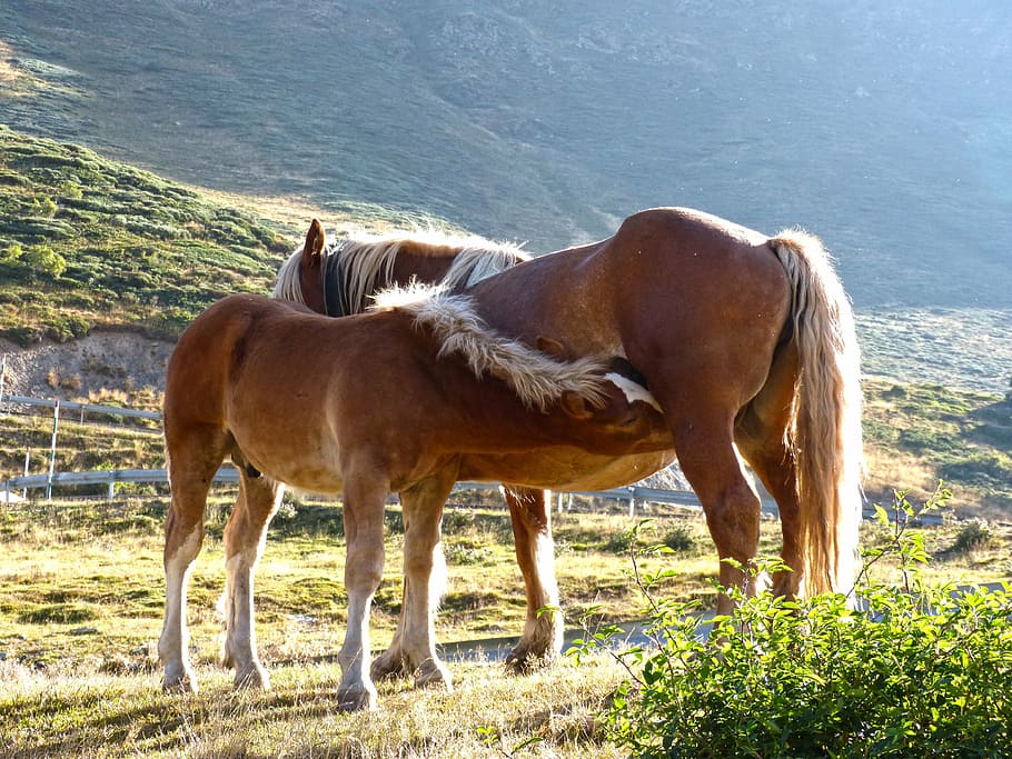 horse, mare, colt, breastfeeding, val d'aran, port of the bonaigua, animal, mammal, animal themes, domestic animals
