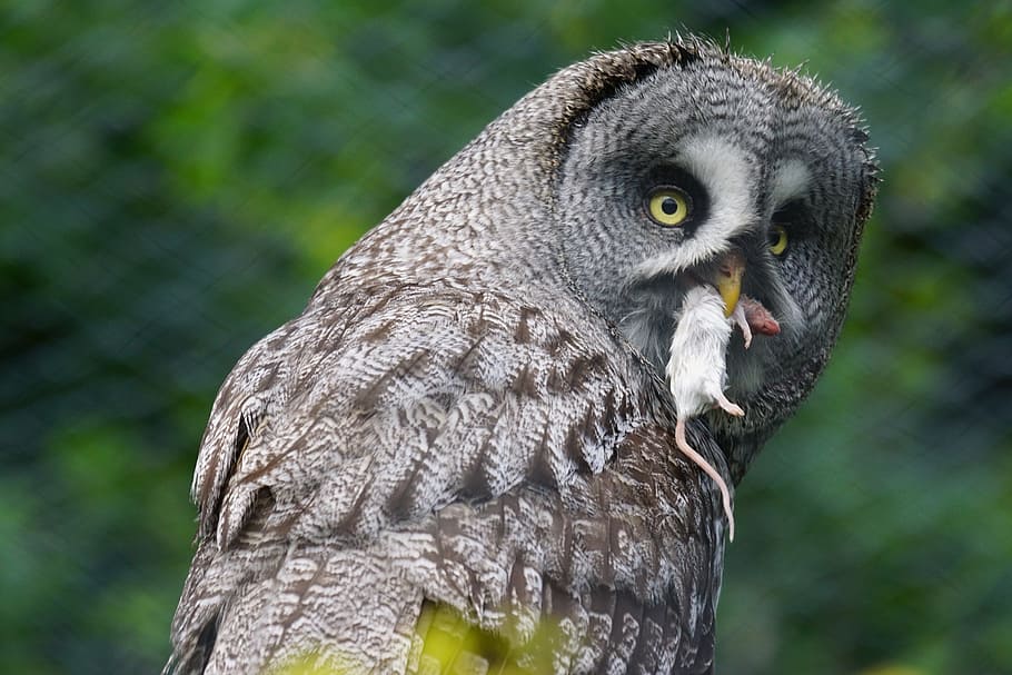 selective, focus photography, owl, white, mouse, mouth, bart owl, bird, mouse hunter, close