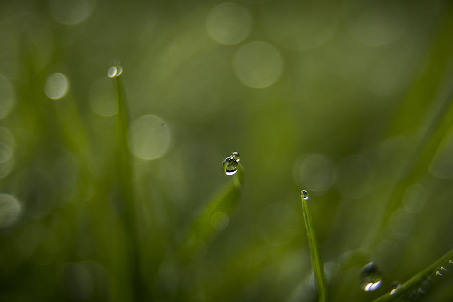 menitik, basah, rumput, air, setetes air, alam, hujan, rintik hujan, makro, tetesan