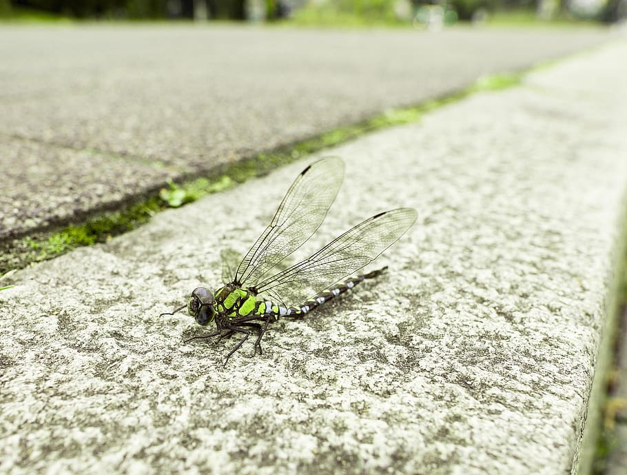 dragonfly, animal, wing, insect, close up, nature, macro, flight insect, green, structure