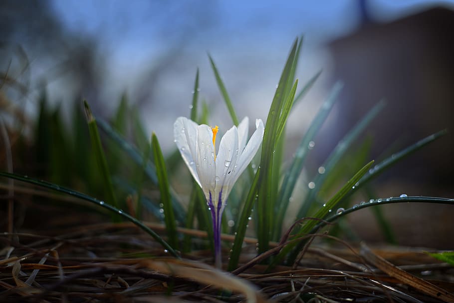 closeup, photography, white, saffron crocus, dewdrop, nature, plant, outdoors, flower, sheet
