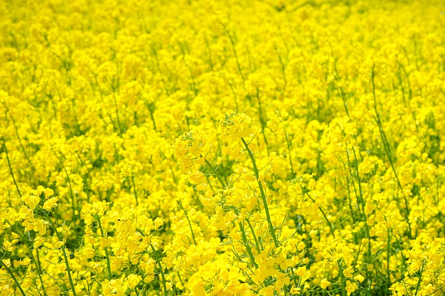 rapeseeds, Field, Oilseed Rape, field of rapeseeds, blütenmeer, yellow, flowers, plant, nature, landscape