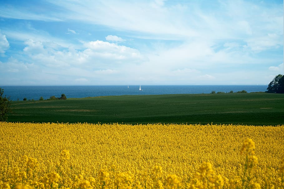 yellow, rapeseed flower field, daytime, oilseed rape, field of rapeseeds, meadow, baltic sea, nature, sky, clouds