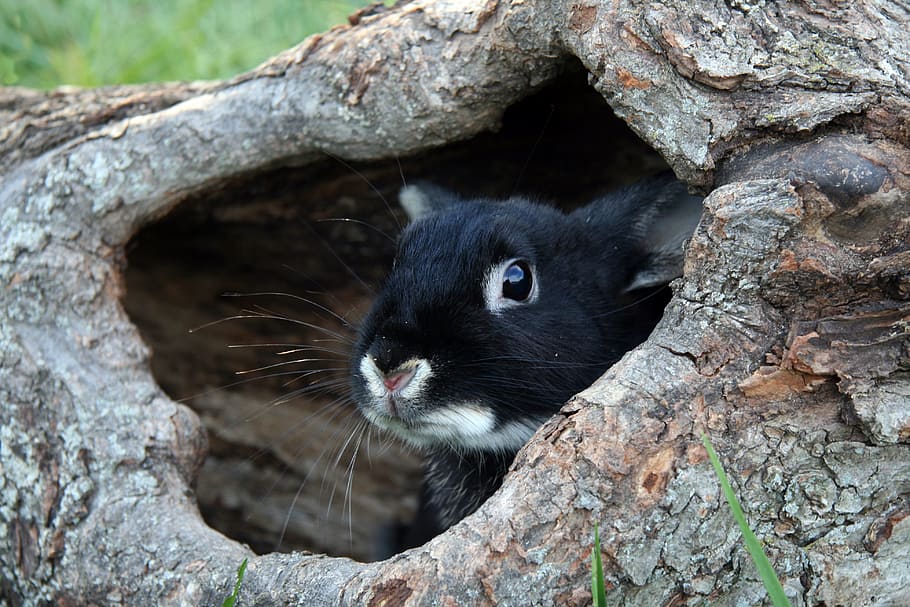 rabbit, wood log, bunny, black otter bunny, log, hollow log, black rabbit, black bunny, animal, animal themes