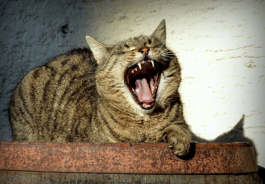 brown, tabby, cat opening mouth, lying, tomcat, cat, pet, animal, rest, fatigue
