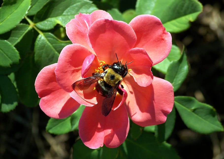 Bumblebee, Serangga, Serbuk Sari, mawar, musim panas, tanaman, nektar, daun bunga, hewan, merah muda