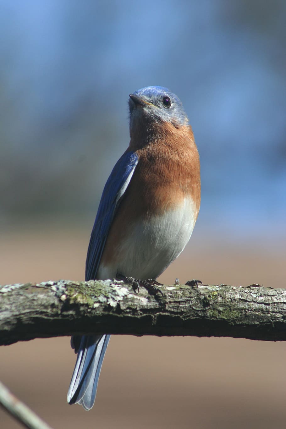 Eastern Bluebird, Bird, blue, bluebird, nature, wildlife, songbird, animal, feathers, wing